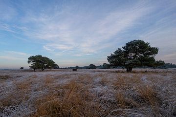 Winterlandschaft auf dem Veluwezoom von Arnold van Rooij