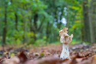 Witte kluifzwam in het bos van Marcel Klootwijk thumbnail