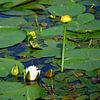 Some yellow water lilies up close by Frank's Awesome Travels