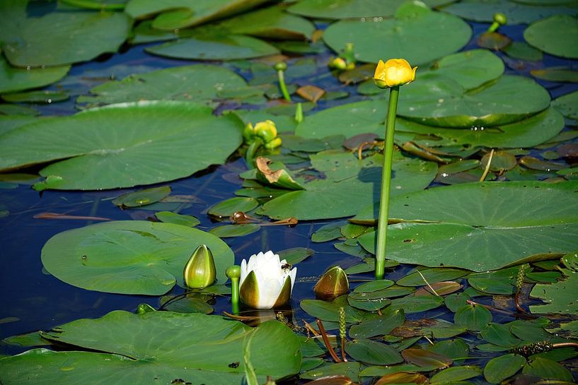 Some yellow water lilies up close by Frank's Awesome Travels