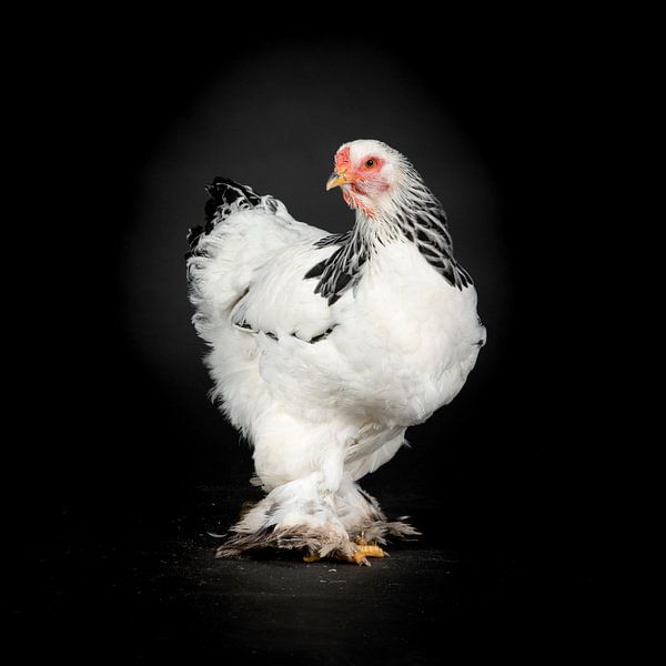 Photo d'un poulet blanc sur fond noir par Florence Schmit