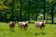 Koeien in het groene gras in een weiland van Sjoerd van der Wal Fotografie thumbnail