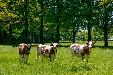 Drei Kühe stehen im grünen Gras auf einer Wiese von Sjoerd van der Wal