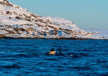 Orca von Merijn Loch