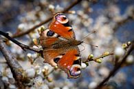 Schmetterling mit Blüte als Hintergrund von René van der Horst Miniaturansicht