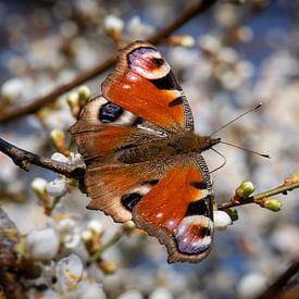 Schmetterling mit Blüte als Hintergrund von René van der Horst