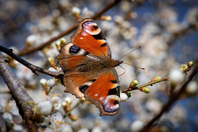 Schmetterling mit Blüte als Hintergrund von René van der Horst