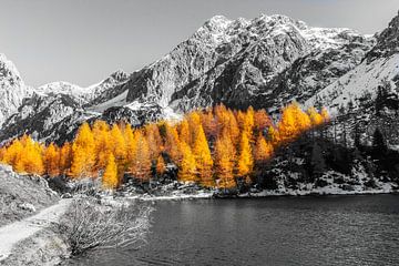 Golden Larches by Coen Weesjes