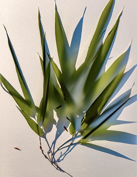 Zeitschrift Bamboo von tim eshuis