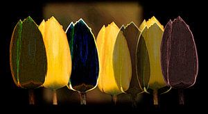 Gele en zwarte tulpen