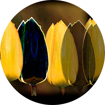 Gele en zwarte tulpen