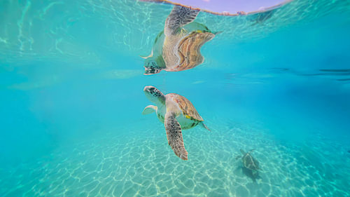 Underwater turtle curacao