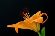 Lily by JanfolkerT Muizelaar thumbnail