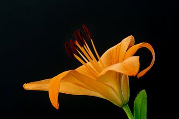Lily by JanfolkerT Muizelaar
