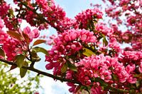 Pink blossom with blue sky