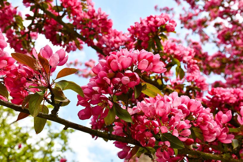 Pink blossom with blue sky by Veelzijdig Zeeland