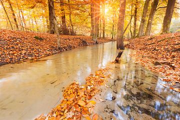 Herfst in het Leuvenumse Bos van Rob Kints