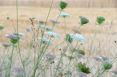 Summer Breeze