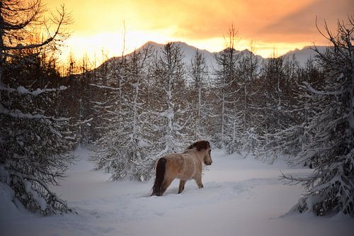IJslands paard rent de zonsondergang tegemoet