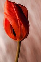 Tulp