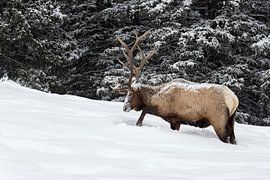 Wapiti ( Cervus canadensis ), scharrt auf Nahrungssuche im Schnee, Yellowstone NP, USA. von wunderbare Erde