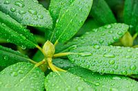 Rhododendron avec bourgeon et feuilles sous la pluie
