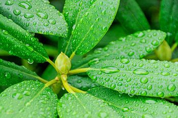 Rhododendron met knop en bladeren in de regen