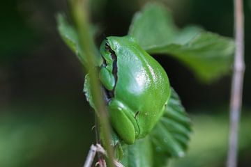 Laubfrosch von Anne Voets