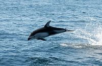 Dolphin USA