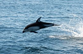 Dauphin USA