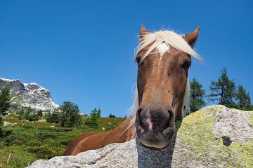 Haflinger on the alp in Tyrol by Christian Peters