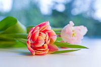 Kleurrijke tulpen