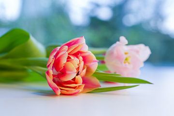Kleurrijke tulpen van LiquesArt