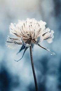 Frozen Flower von Treechild
