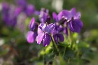 Wiesenveilchen