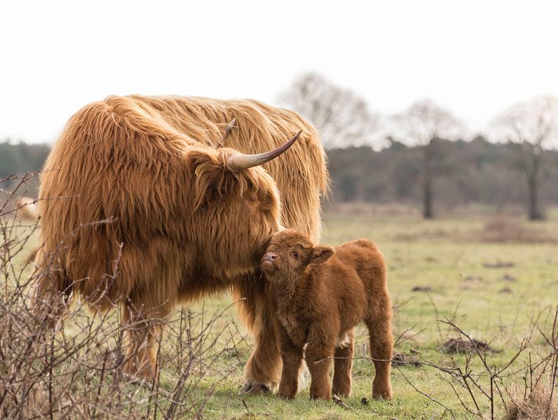Safe with mum by Ans Bastiaanssen