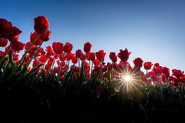 Tulpen in de ochtendzon van Gerrit Bikker