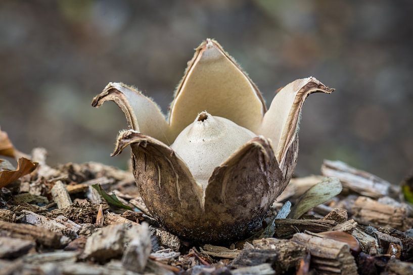 Champignon appelé étoile de mer à collier par Jolanda Aalbers