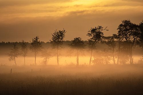 Ein nebliger Sonnenaufgang auf einem Grasfeld in den Niederlanden im Frühling