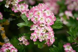 Rosa blühender eingriffeliger Weißdorn, Crataegus monogyna