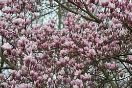 Grote Magnoliaboom in volle bloei van Geert Visser