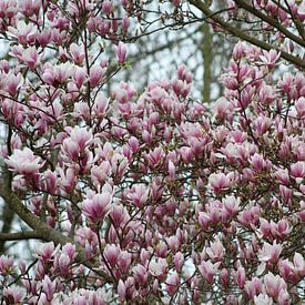 Grote Magnoliaboom in volle bloei van Geert Visser