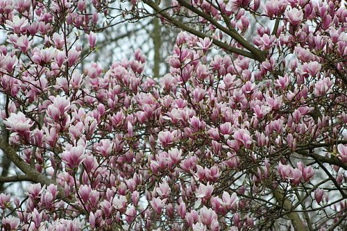 Large Magnolia tree in full bloom