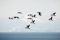 Vliegende Kortbekzeekoeten boven zee van Martijn Smeets thumbnail