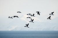 Flying Short-billed Guillemots over Sea