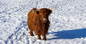 Schottisches Hochlandrind in einer Winterlandschaft