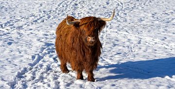 Bœuf des Highlands écossais dans un paysage hivernal sur Animaflora PicsStock