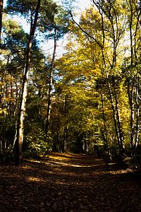 Herfstbos
