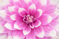 Love for Dahlias's: Jean Marie