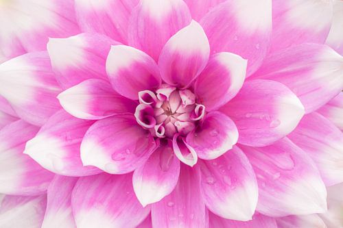 Liefde voor Dahlia's: Jean Marie van Cindy Mulder